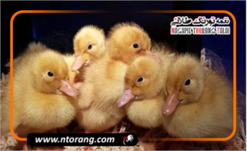 فیزیولوژی و مراحل رشد جوجه اردک از هچ تا بلوغ
